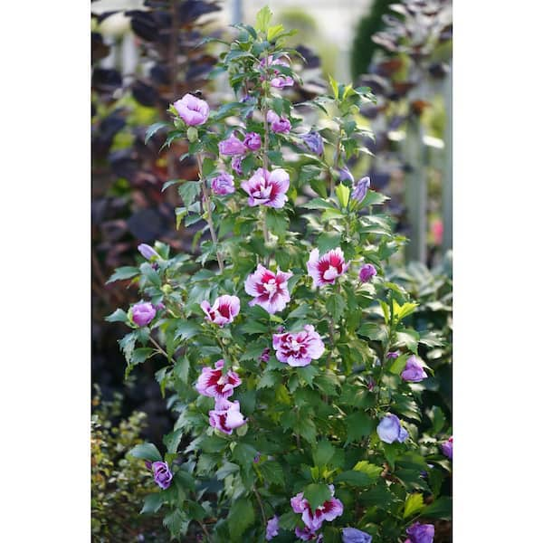 Proven Winners 2 Gal Purple Pillar Rose Of Sharon Hibiscus Plant With Purple Flowers 14762 The Home Depot