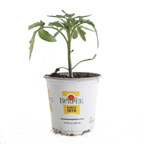 3.5 in. Celebrity Plus Red Tomato Plant (4-Pack)