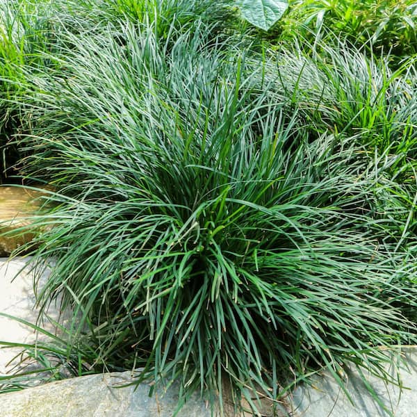 national PLANT NETWORK 1 gal. Dwarf Mondo Grass Plant