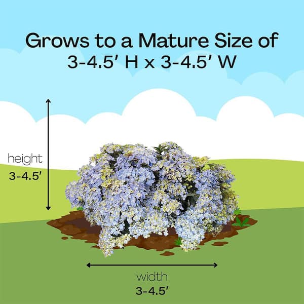 Hydrangea4936　0705 Hydrangea Macrophylla Jogasaki – Hydrangeas Plus