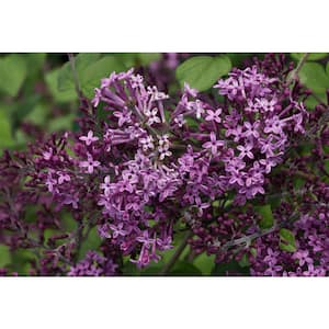 4.5 in. Qt. Bloomerang Dark Purple Reblooming Lilac (Syringa) Live Shrub, Purple Flowers