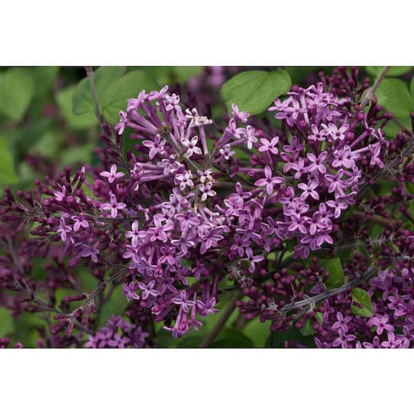PROVEN WINNERS 4.5 in. Qt. Bloomerang Dark Purple Reblooming Lilac (Syringa) Live Shrub, Purple Flowers