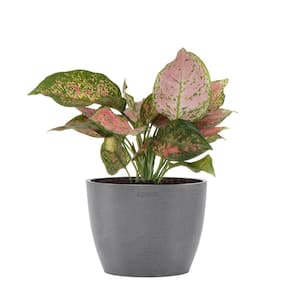 Aglaonema Ruby Ray Live Chineese Evergreen in 6 inch Premium Sustainable Ecopots Grey Pot with Removeable Drainage Plug