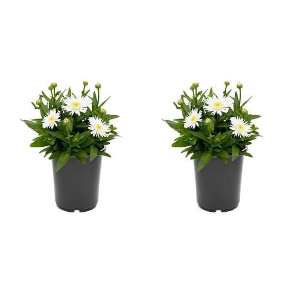 Unbranded Perennial Leucanthemum Angel Daisy 2.5 qt. (2-Pack)