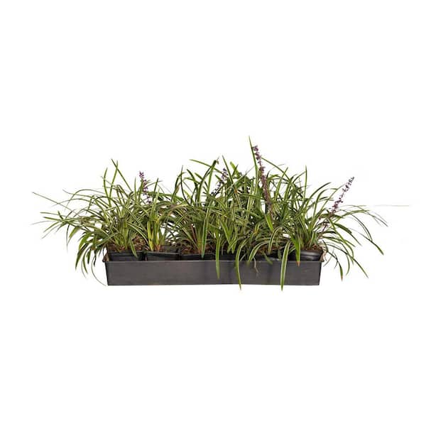 FLOWERWOOD Variegated Liriope 3 1/4 in. Pots (18-Pack) - Live Groundcover Grass