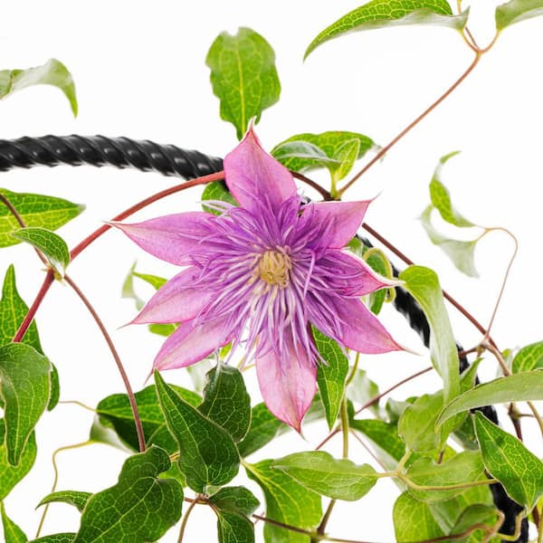 2.5 Qt. Westerplatte Red Clematis Plant