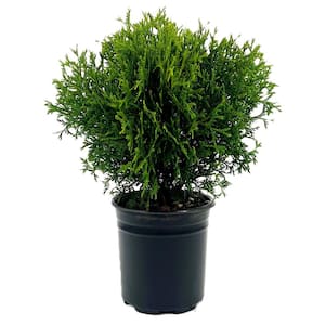 2.5 qt. Little Giant Dwarf Globe Arborvitae (Thuja o. 'Little Giant') Evergreen Live Shrub 6-Pack
