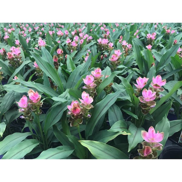 2.5 Qt. Curcuma Siam Plant Purple Flowers in 6.33 In. Grower's Pot (2-Plants)
