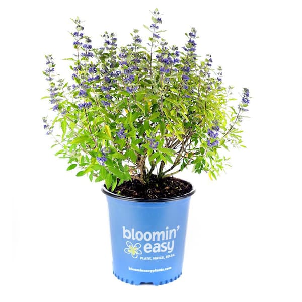 BLOOMIN' EASY 1 Gal. Beekeeper Bluebeard (Caryopteris) Live Shrub, Blue Flowers