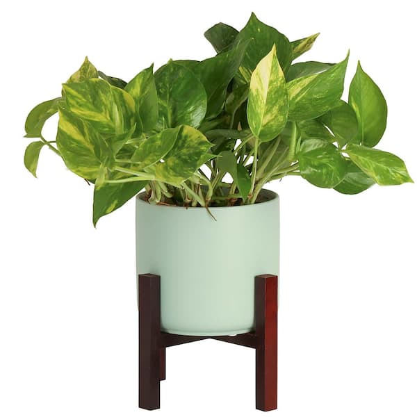 Costa Farms Pothos Indoor Plant in 6 in. Mid Century Planter and Stand, Avg. Shipping Height 1-2 ft. Tall