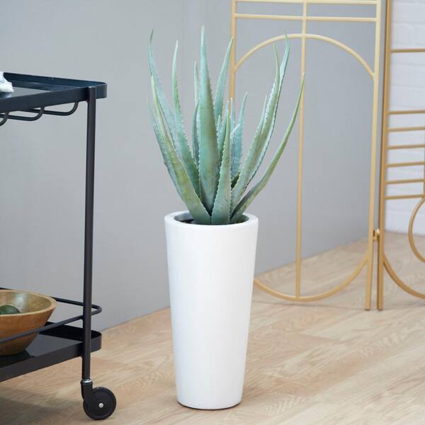 mini agave Mini Spiky Agave Succulent Plant (Set of 12)