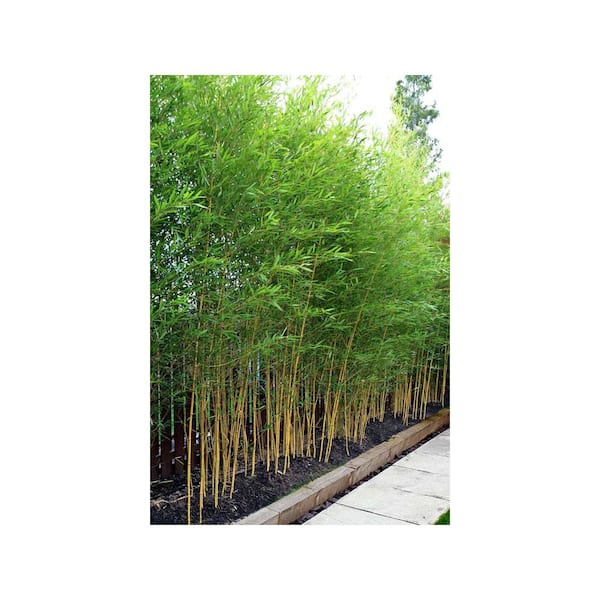 Online Orchards 5 gal. Golden Bamboo Shrub  Fast-Growing Privacy Screen  with Bright Yellow-Green Canes SBBA001 - The Home Depot