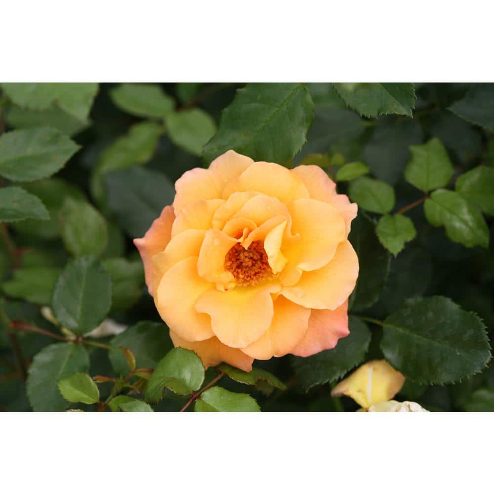 1 Gal. Sunorita Landscape Rose (Rosa) Shrub, Live Plant, Orange Flowers price history on PriceWatchPro