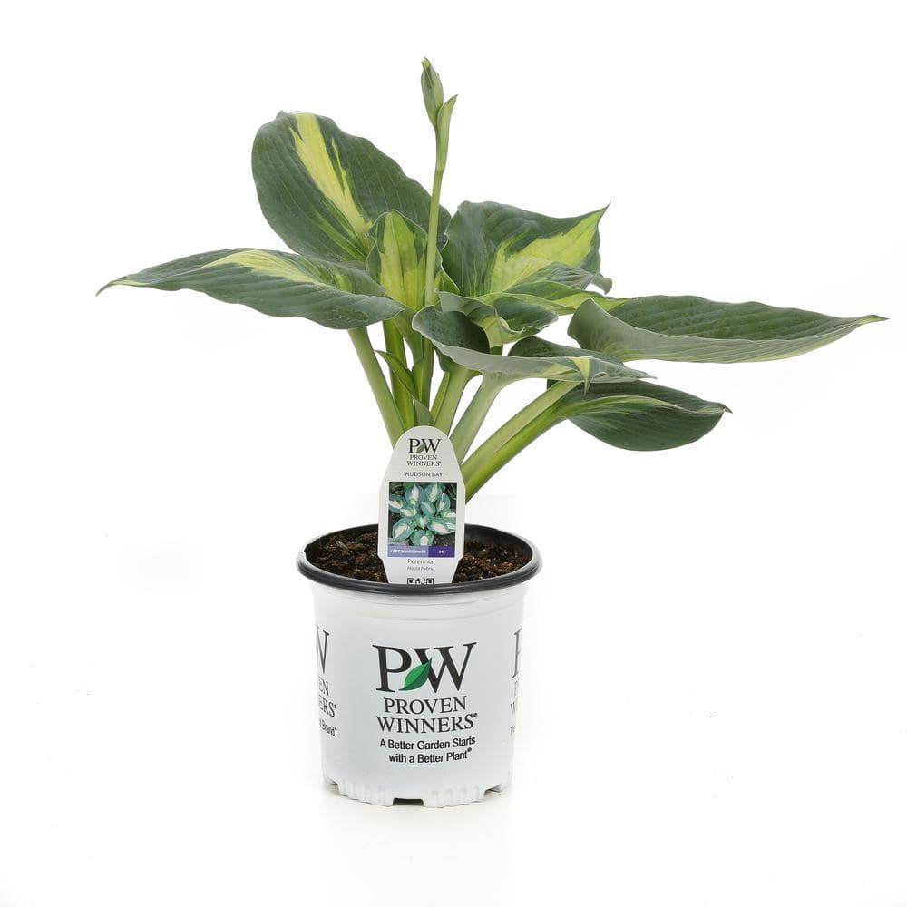 0.65 Gallon Variegated Green and Blue Hosta Live Plant