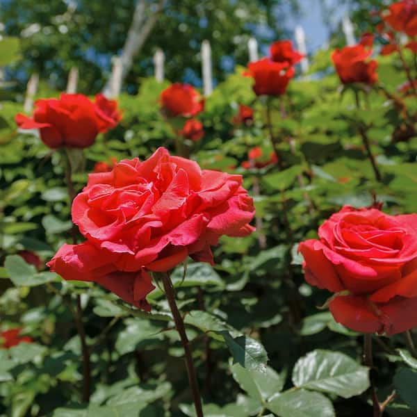 national PLANT NETWORK Bare Root Rose with Red Flowers (3-Pack