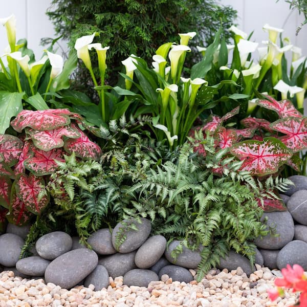 2.5 Qt. Green Japanese Painted Fern Perennial Plant