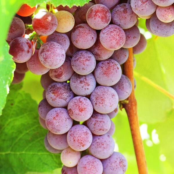 Gurney's 1  Gal. Catawba Grape (Vitis), Live Fruiting Vine, Red/Purplish Fruit Clusters (1-Pack)