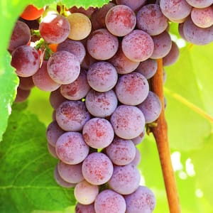 1.50 Gal. Pot, Catawba Grape (Vitis) Live Deciduous Fruit Bearing Vine (1-Pack)