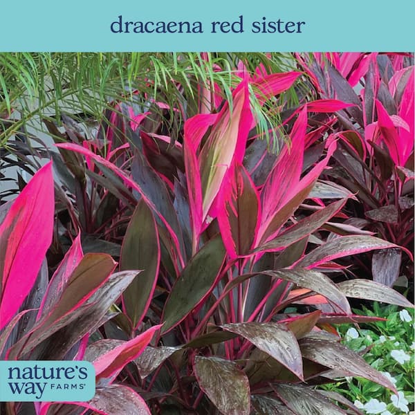 NATURE'S WAY FARMS 1.72 Gal. Hawaiian Ti Red Sister Dracaena