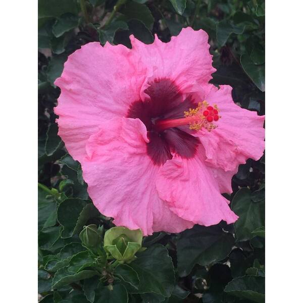 HOLLYWOOD HIBISCUS 2 Gal. Pop Star Hollywood Pink Hibiscus Annual Plant