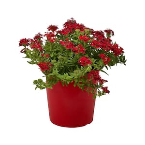 1.5 Gal. Verbina Plant Firehouse Red Flower in 8.25 in. Grower's Pot