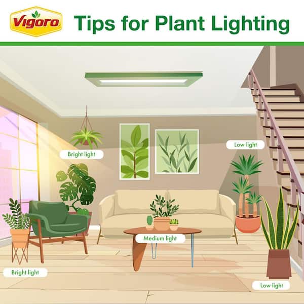 Vigoro 10 in. Spathiphyllum Peace Lily in White Plastic Deco Pot