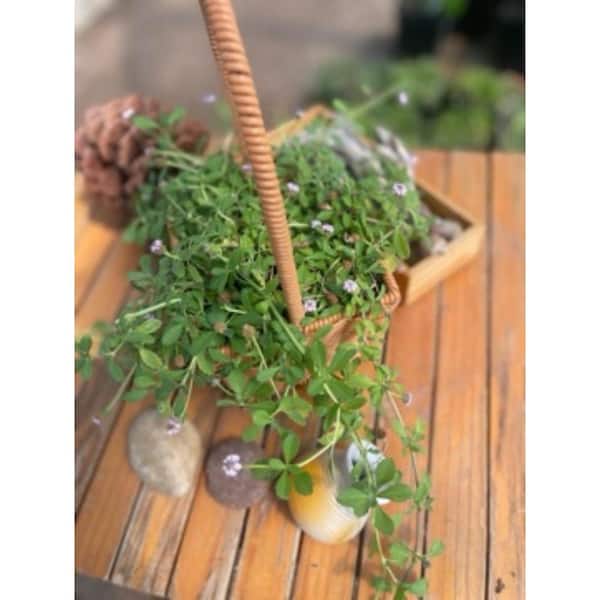 Unbranded - Live Rooted Spreading Plant Flowers Phyla nodiflora