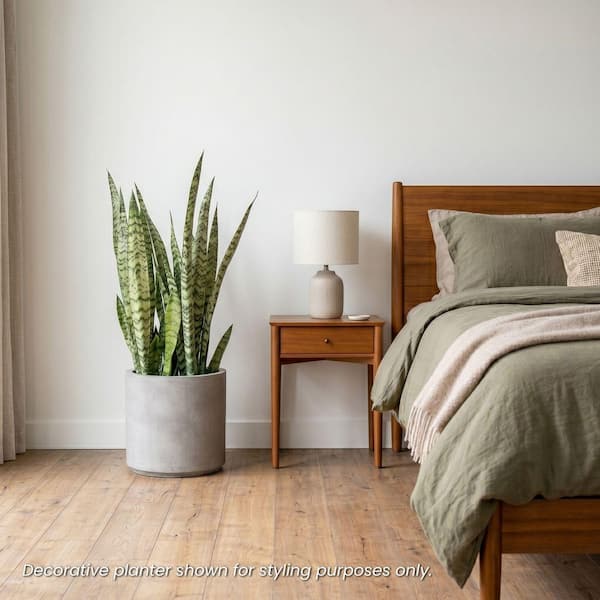 Live Snake Plant Sansievieria Zeylanica in 9.25 Grower Pot