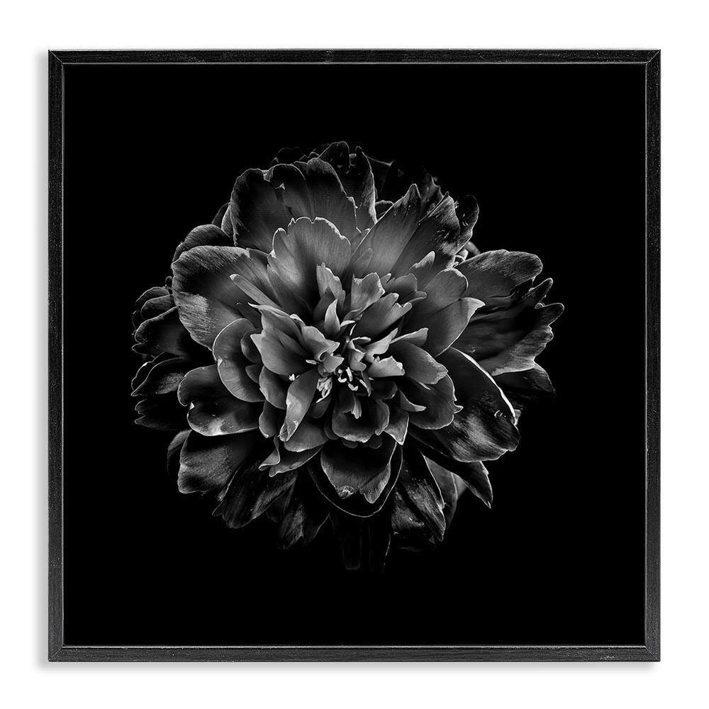 Dark Carnation on Black by Brian Carson Black Framed Nature Giclee Art Print 17 in. x 17 in. price history on PriceWatchPro