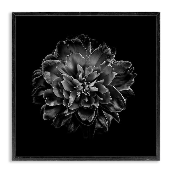 Stupell Industries Dark Carnation on Black by Brian Carson Black Framed Nature Giclee Art Print 24 in. x 24 in.