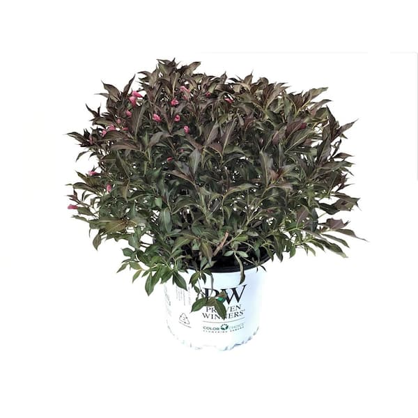 PROVEN WINNERS Weigela florida Wine and Roses