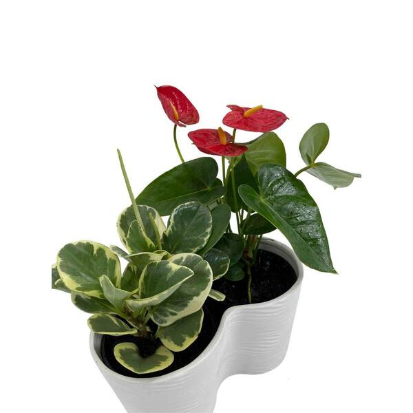 フラワー・ガーデニング neighborhood P-CHAMBER SRLMEX-L P-P POD