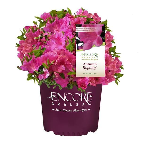 5 Gal. Autumn Royalty Azalea Shrub with Single-Form, Deeply Funneled, Magenta-Purple Blooms and Rich Green Foliage