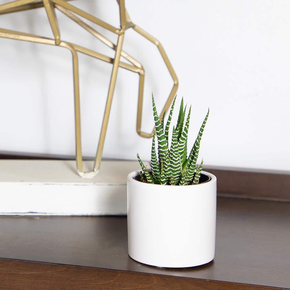 Lush Green Trio of Haworthia & Gasteria Succulents in Ceramic Pots
