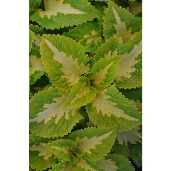Vigoro 2.5 Qt Kong Jr. Green Halo in Grower's Pot (2-Packs)