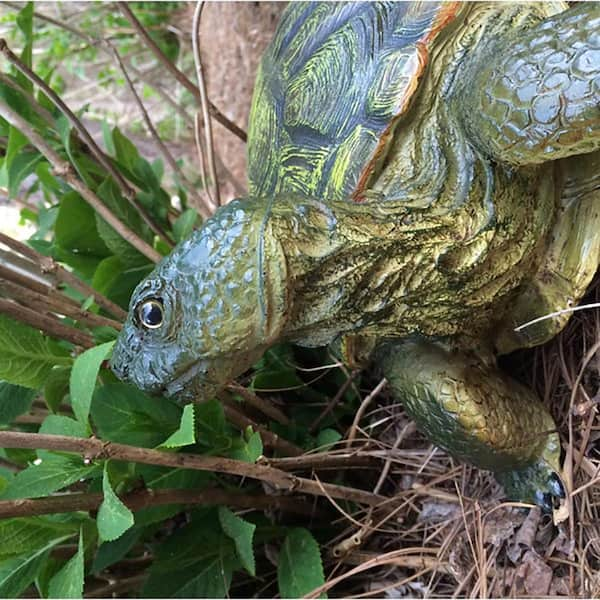 8 [Small Turtles] That Make Great Pets - All Turtles