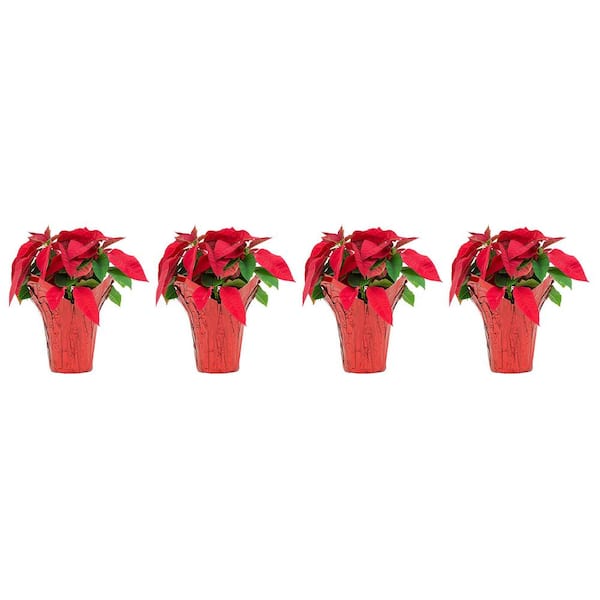 Pure Beauty Farms 1 Qt. Poinsettia Plant Red Flower in 4.7 in. Grower's Pot (4-Plants)