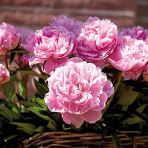 Peonies Bulbs Sarah Bernhardt (Set of 6 Roots)