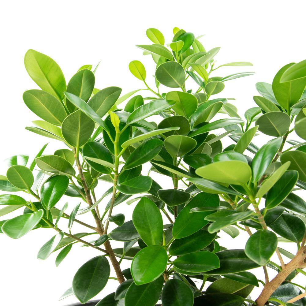 10-inch Ficus Green Island Shrub in Black Pot