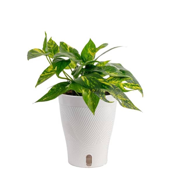 6 in. Trending Tropical Epipremnum Yellow Sunrise Plant in Planter Pot