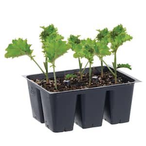 1.19 qt. Curly Kale Live Plant