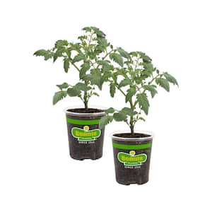 19.3 oz. Husky Cherry Tomato Plant 2-Pack