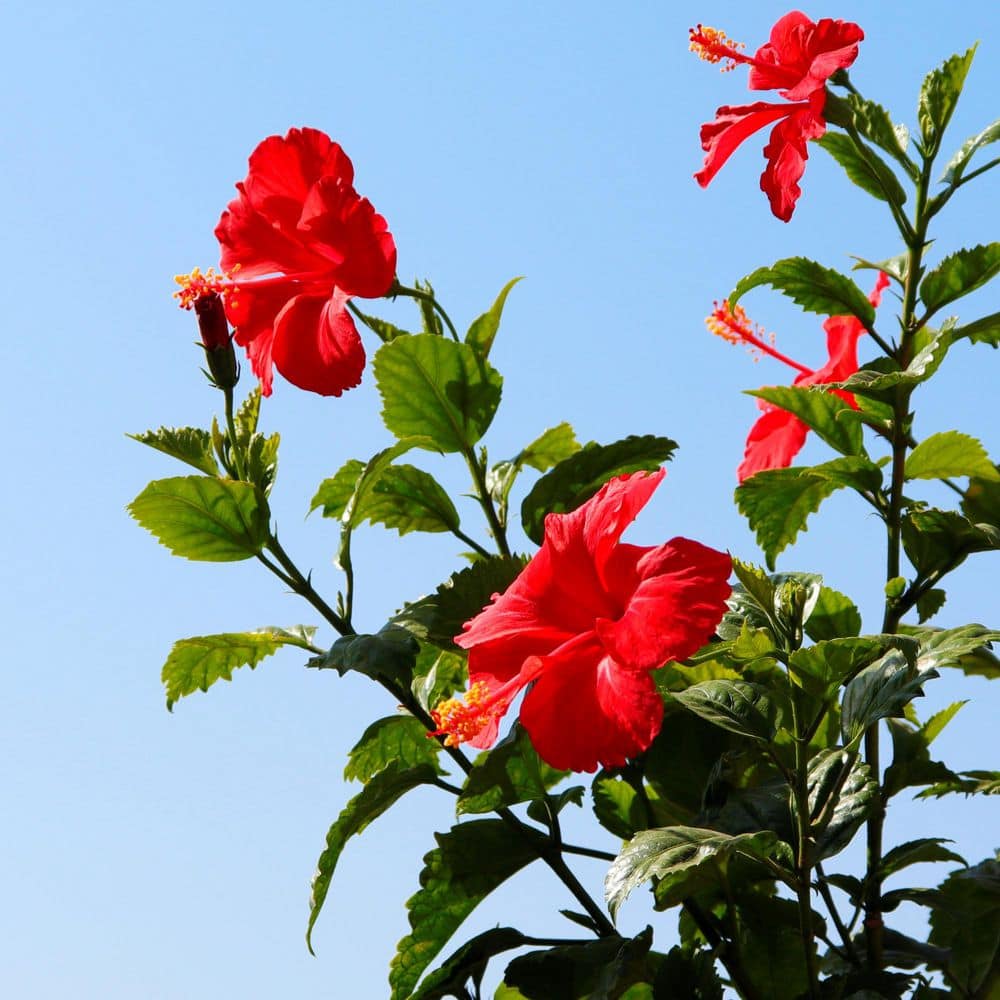 "#5 Container 'Brilliant' Flowering Hibiscus Shrub" price history on PriceWatchPro