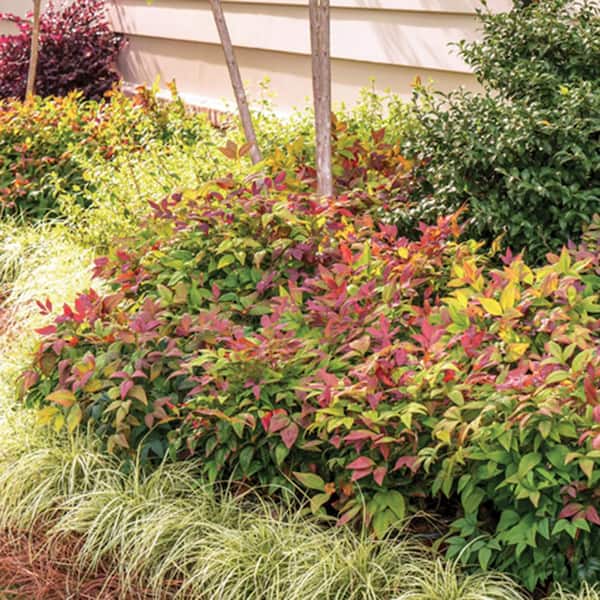2.5 Qt. Blush Pink Nandina, Live Evergreen Shrub, Pink to Red Blushing Foliage