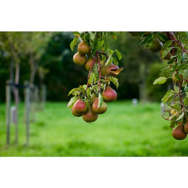 Comice Pear Tree