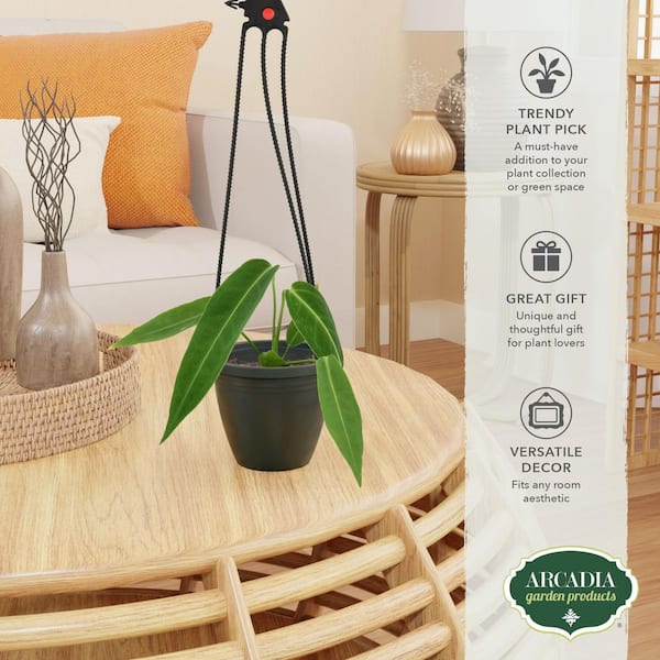 Arcadia Garden Products 4 in. Anthurium Warocqueanum in Brown