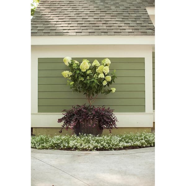 Proven Winners ColorChoice Flowering Shrubs - Make ice lanterns in just 6  steps! You can bring this luminous beauty to your own front porch with  materials you can find in your garden