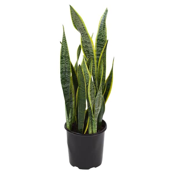 Pure Beauty Farms 1.9 Gal. Sansevieria Laurentii Snake Plant in 9.25 In.  Grower&#39;s Pot-DC10SANLAUR - The Home Depot