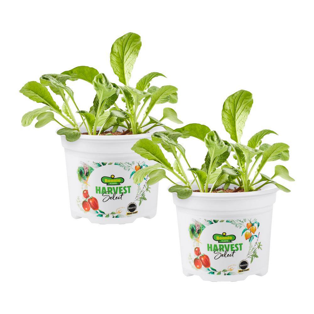 Bonnie Plants Oz Bonnie Plants Harvest Select Easter Egg Ii Radish Pack Live Plant