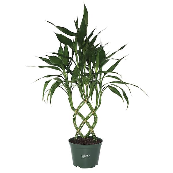 NATURE'S WAY FARMS 6 in. Lucky Bamboo Weave Indoor Houseplant in Grower Pot  (1-Pack) 5303B - The Home Depot